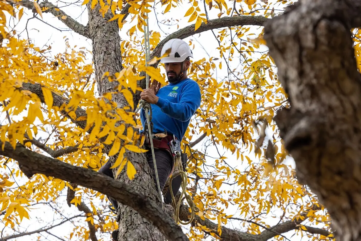 Skilled Emergency Tree Service crew working in Dryden